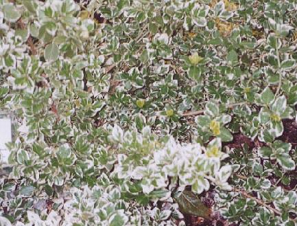 Euonymus fortunei 'Emerald gaiety'