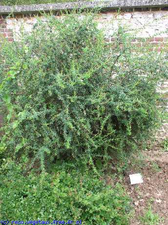 Berberis  x stenophylla 