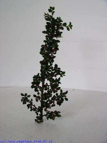 Cotoneaster horizontalis 