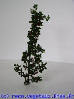 Cotoneaster horizontalis 