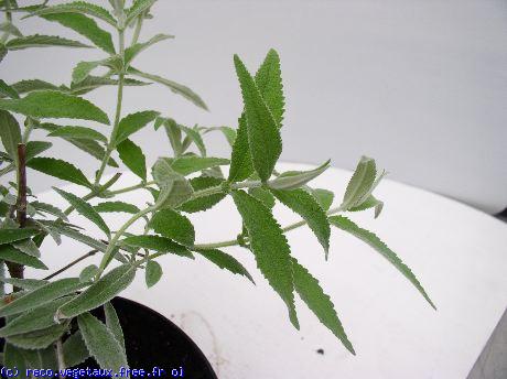 Buddleja salviifolia 