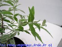 Buddleja salviifolia 