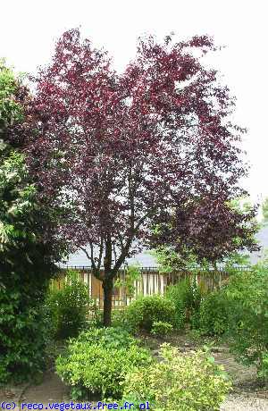 Prunus cerasifera 'Atropurpurea'