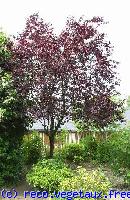 Prunus cerasifera 'Atropurpurea'