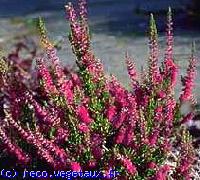 Erica vulgaris 