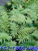 Dryopteris erythrosora 