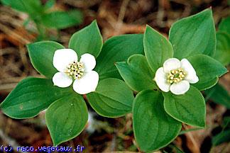 Cornus canadensis 