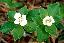 Cornus canadensis 