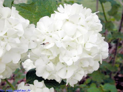 Viburnum opulus 'Roseum'