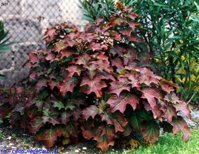 Hydrangea quercifolia 