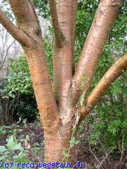 Prunus maacki 'Amber beauty'