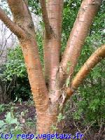 Prunus maacki 'Amber beauty'