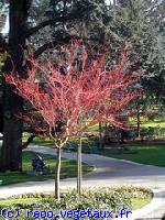 Acer palmatum 'Senkaki'