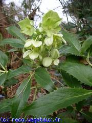 Helleborus argutifolius 