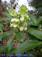 Helleborus argutifolius 