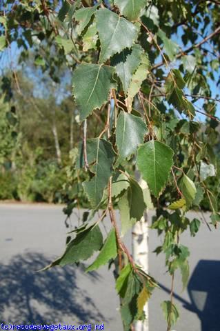 Betula pendula ou  verrucosa ou alba 