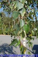 Betula pendula ou  verrucosa ou alba 