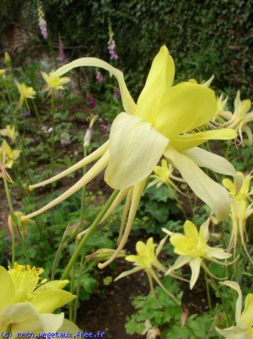 Aquilegia chrysantha 'Yellow queen'