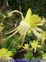 Aquilegia chrysantha 'Yellow queen'