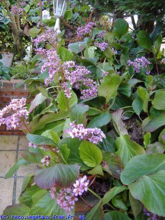 Bergenia cordifolia 