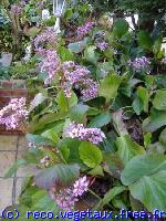 Bergenia cordifolia 