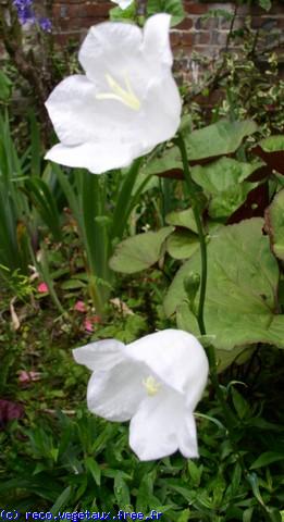 Campanula persicifolia 