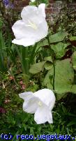 Campanula persicifolia 