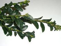 Buxus sempervirens 