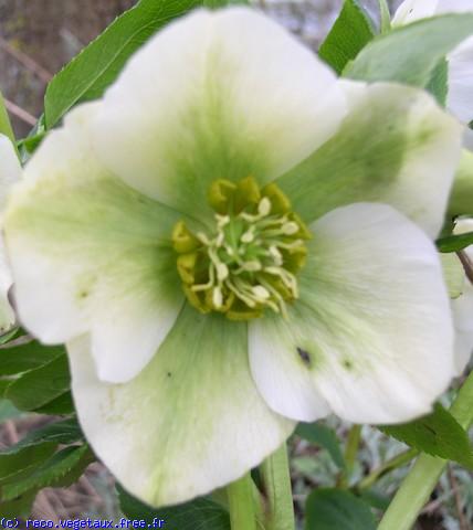 Helleborus orientalis 