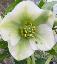 Helleborus orientalis 