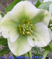 Helleborus orientalis 