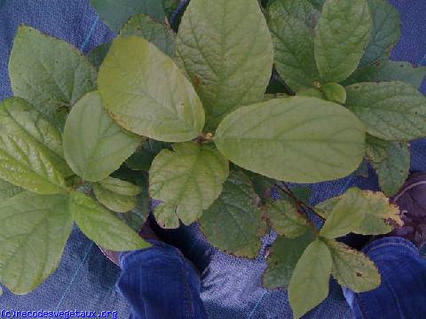 Calycanthus floridus 