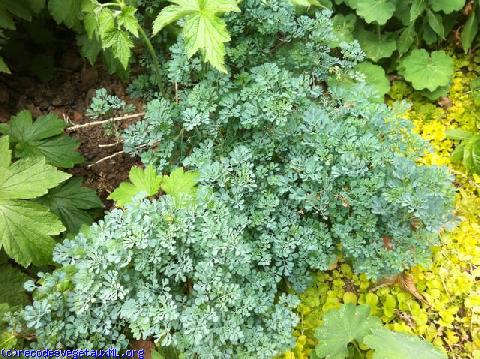 Ruta graveolens 'Jackmans blue'