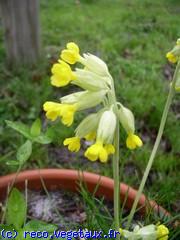 Primula veris 