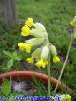 Primula veris 