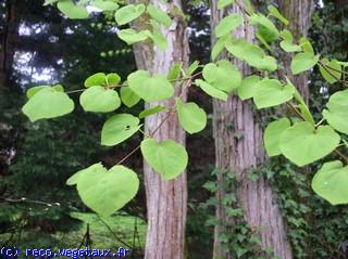 Cercidiphyllum japonicum 