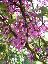 Cercis siliquastrum 