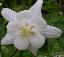 Aquilegia chrysantha 'White star'