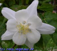 Aquilegia chrysantha 'White star'