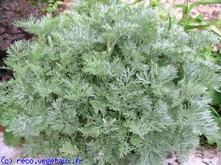 Artemisia  'Powis castle'