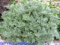 Artemisia  'Powis castle'