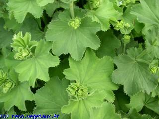 Alchemilla mollis 