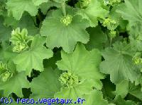 Alchemilla mollis 