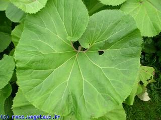 Petasites japonicus 'Giganteum'