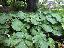 Petasites japonicus 'Giganteum'