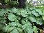 Petasites japonicus 'Giganteum'