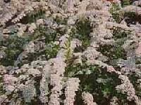 Spiraea arguta 