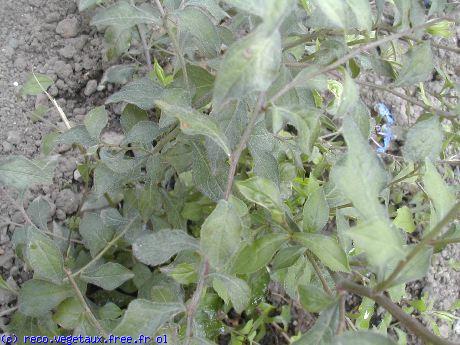 Lonicera fragrantissima 