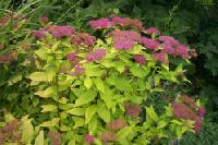 Spiraea japonica 'Goldflame'