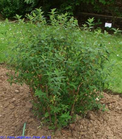 Hypericum hoockerianum 'Hidcote'